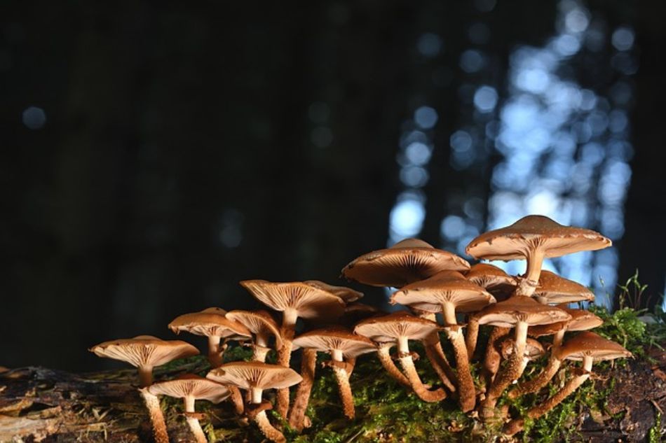 Armillaria Mellea: the honey mushroom between mythology, science, and gastronomy